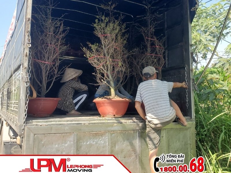 LephongMoving mang đến dịch vụ vận chuyển cây cảnh an toàn và chuyên nghiệp