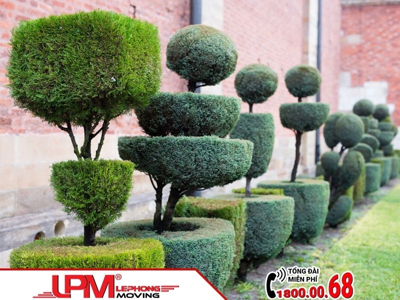Sử dụng dịch vụ vận chuyển cây cảnh là một cách để bạn tiết kiệm chi phí