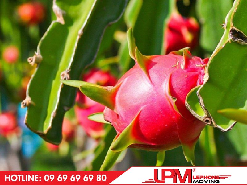 Trái thanh long được xuất khẩu hơn 40 nước trên thế giới trong đó Trung Quốc chiếm tỷ lệ lớn nhất